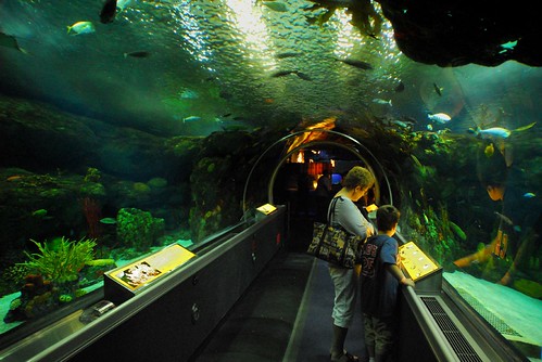 fish minnesota aquarium underwater minneapolis mallofamerica twincities saintpaul