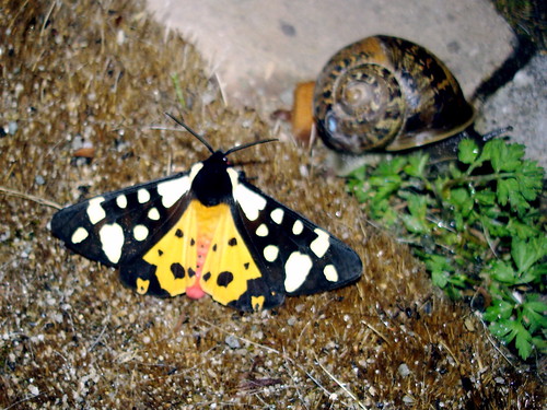 france nature night butterfly sony moth snail cybershot papillon nuit escargot