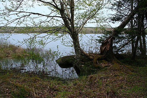 lake canada nature forest landscape geotagged novascotia canoneosdigitalrebelxt newross
