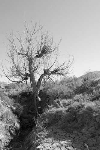 tree dead dry
