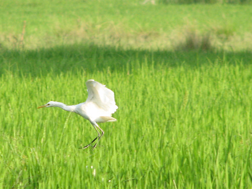 nature birds canon wildlife scenary s2is karnataka sangeeth