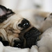 Pug - a gallery on Flickr