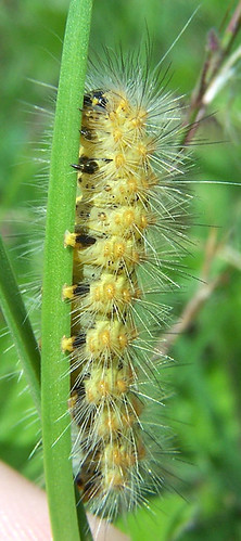macro nature yellow wildlife insects caterpillar spines larva