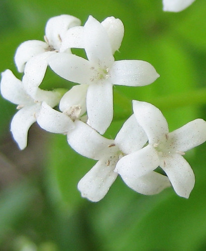 white flower flora bloom perennial sweetwoodruff