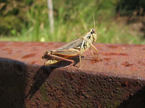 macro mississippi rust grasshopper noxubeerefuge refuge noxubee rogersmith noxubeenationalwildliferefuge