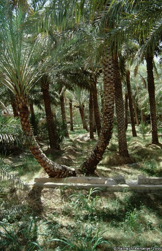 tree geotagged uae palm emirates oasis trunk alain unitedarabemirates nikonf801s geotoolgmif geolat24217506 geolon55765046 geotaggeduae geotaggedunitedarabemirates geotaggedemirates