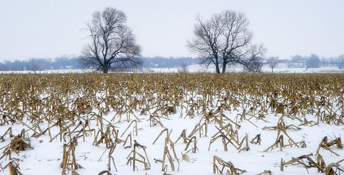 winter snow chicago tree field corn farm wonderland chicagoland