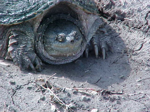 turtle rarekind rarekindgallery dasone nolionsinengland radgression