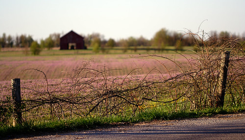 field barn fence landscape vines bokeh kentucky 100mm versailles barbedwire clover paynesmillroad