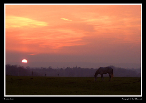 trees sunset sky horse sun mist colors animals silhouette clouds sunrise bristol landscape colours tranquility hills fields grazing dundry davehayward