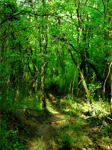 trees forest georgia trail woodstock