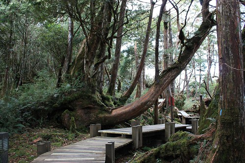 forest geotagged walk cypress ilan 太平山 geo:tool=yuancc canoneoskissx2 geo:lat=24493518 geo:lon=121536117