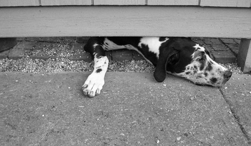 blackandwhite dog pets outside gracie tennessee greatdane