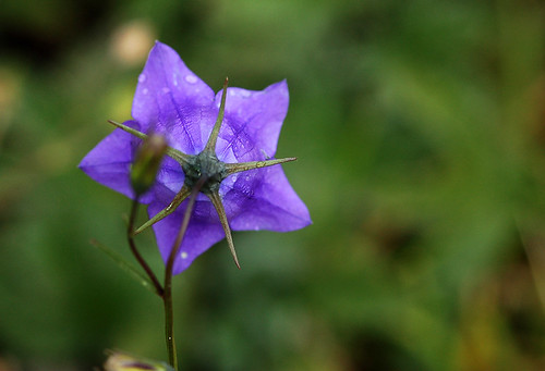 blue flower wildflower bluebell flowerpicturesnolimits