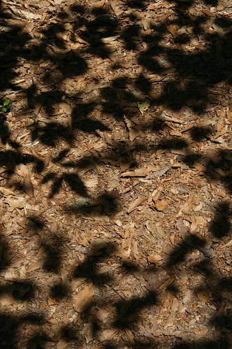 park shadow philadelphia leaves mississippi lenstagged ground trail canon1785f456 neshobacounty burnsidepark