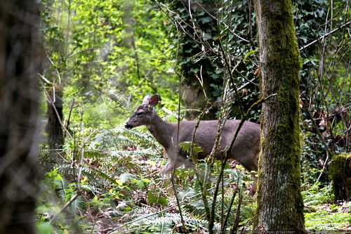 two deer in our backyard today    MG 2955