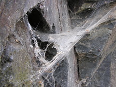 Spider Webs and Lichen 02