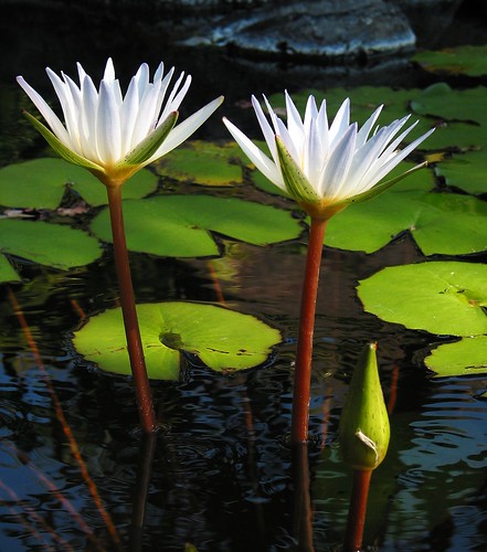 white flower nature water sunrise garden pond lily