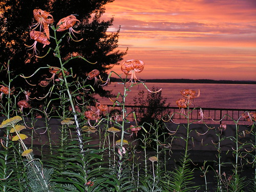 sunset lilies mendota