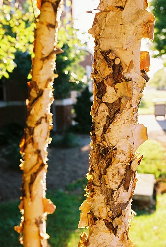 tree trees treebark bark peeling sunset gold golden yellow vertical bars