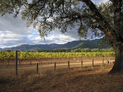 california landscape geotagged vineyard final napa sthelena winecountry geo:lat=38531768 geo:lon=122503588 sfchronicle96hours kagoldberg myfaves1