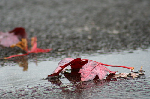 life autumn red fall rain canon landscape death leaf pigment cycles anthocyanins tiltedhorizon thermophle