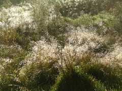 Grasses Richmond Park