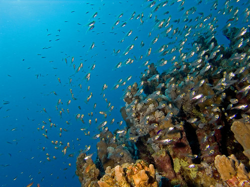 geotagged underwater view dahab redsea diving glassfish geolat284832 geolon345161 pempheridae