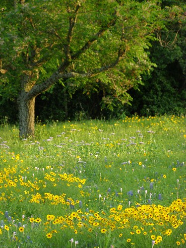 flowers field wildflowers myneighborhood newbraunfels goldenhour