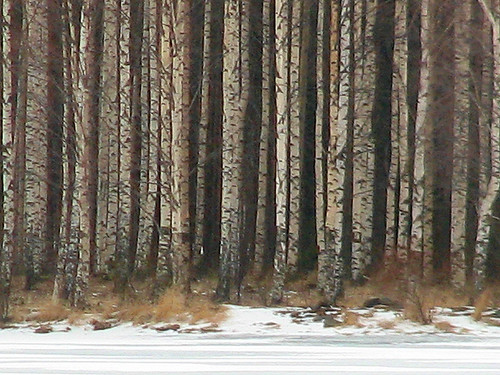 trees winter white snow nature grass forest suomi finland april oulu lumi talvi birches metsä luonto naturesfinest puut kuivasjärvi huhtikuu koivut valkoinen heinät abigfave ultimateshot koivumetsä