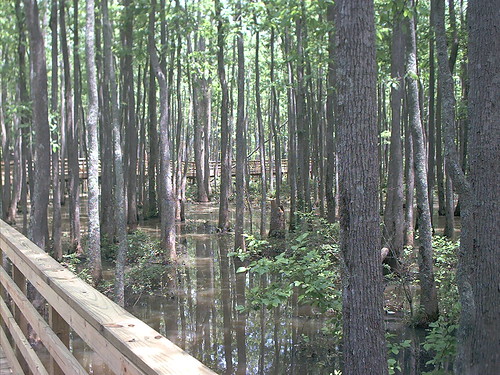 tn tennessee swamp boardwalk slough lagrange fayettecounty wolfriver ghostriver