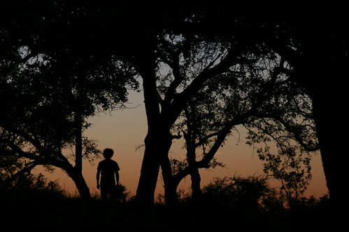 sunset tree silhouette person