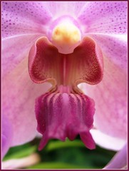 Closeup angle of the column and labellum of the Vanda Orchid, March 21 2007