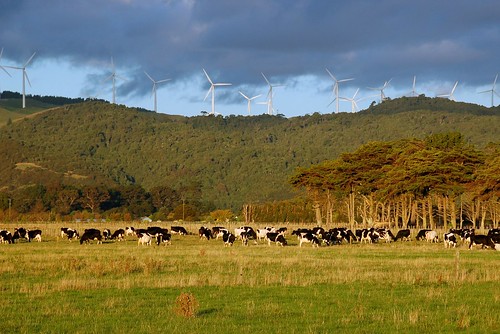 newzealand d50 cows aotearoa windfarm 18200mmf3556gvr scoreme37 tararuawindfarm teapitiwindfarm