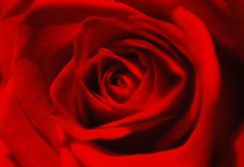 light red flower macro rose soft softness edge closeshot edges flowerpicturesnolimits