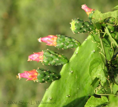 opuntia cactaceae ornithophilous