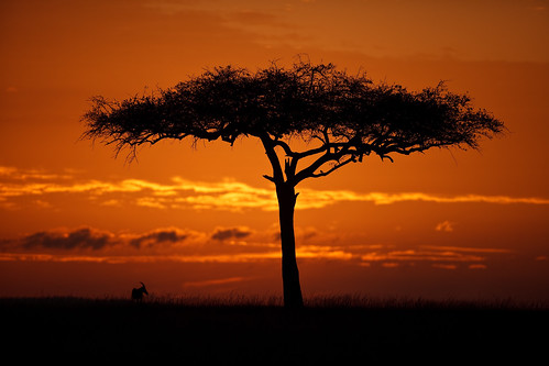 africa tree animal silhouette sunrise landscape kenya safari antelope afrika acacia topi gamedrive riftvalley eastafrica maasaimara acaciatree republicofkenya narokcounty maranorthconservancy mariostree