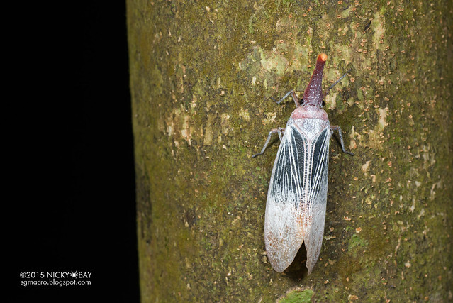 Lantern bug (Pyrops sultanus) - DSC_5649