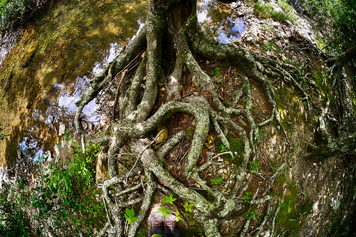 trees plant tree unitedstates outdoor hiking backpacking arkansas ultralight root eaglerockloop caddogap littlemissouritrail