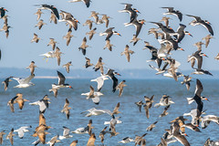 Flock of Shore Birds (Over 100)