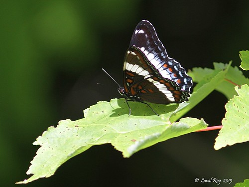 butterfly papillon québec insectes amiral whiteadmiral limenitisarthemis lépidoptères arthropodes nymphalidés comtédelotbinière lavalroy