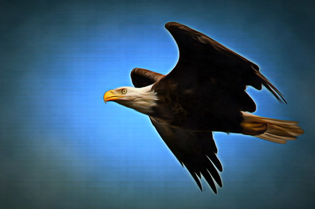 Mr Majestic - Bald Headed Eagle