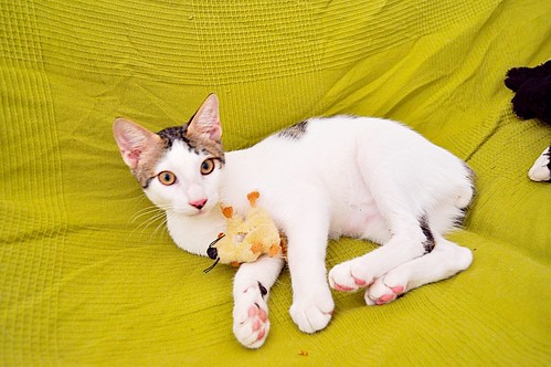 Abel, gatito blanco y pardo cariñoso y activo esterilizado, nacido en Marzo´15, en adopción. Valencia. ADOPTADO. 20350133185_b7ca2ea7d8