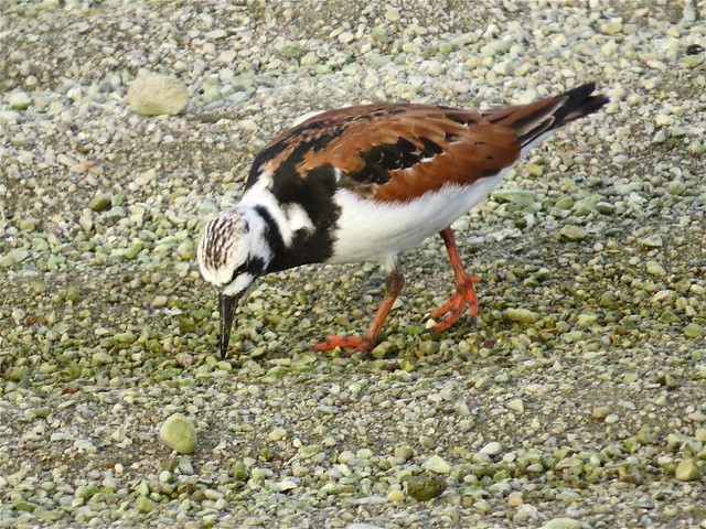 Ruddy Turnstone at the El Paso Sewage Treatment Center in Woodford County, IL 16