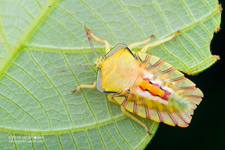 Giant shield bug nymph (Tessaratomidae) - DSC_3836