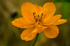 Raindrops on  yellow flower