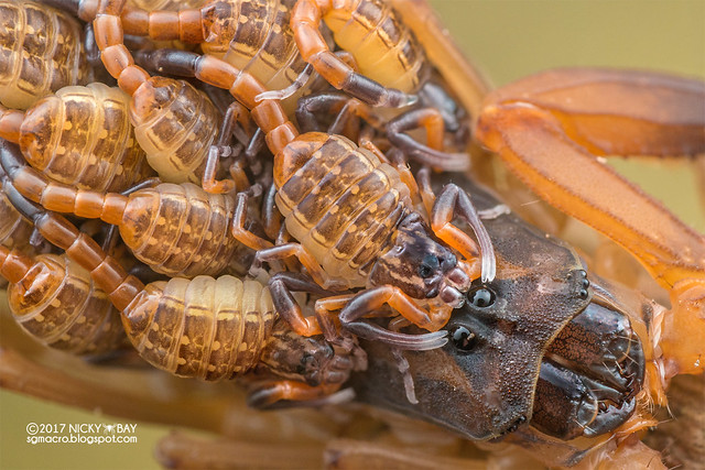 Bark scorpion (Lychas scutilus) - DSC_8348