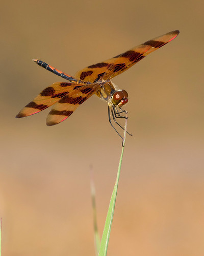 insect dragonfly northcarolina halloweenpennant celithemiseponina ansoncounty