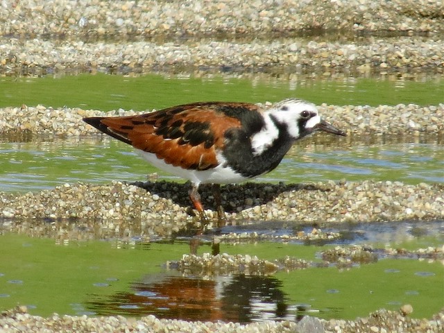 Ruddy Turnstone at the El Paso Sewage Treatment Center in Woodford County, IL 52