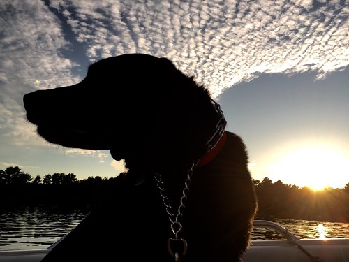 sunset labrador blacklab lakesunset boatdog